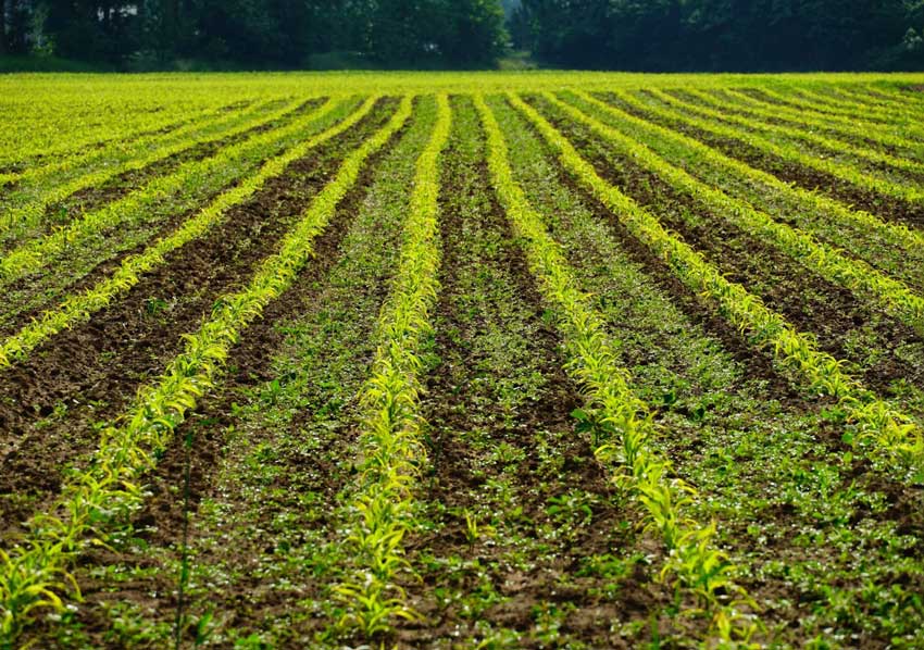 کشت مخلوط - یک استراتژی کشاورزی کم نهاده برای امنیت غذایی و محیطی(بخش اول)